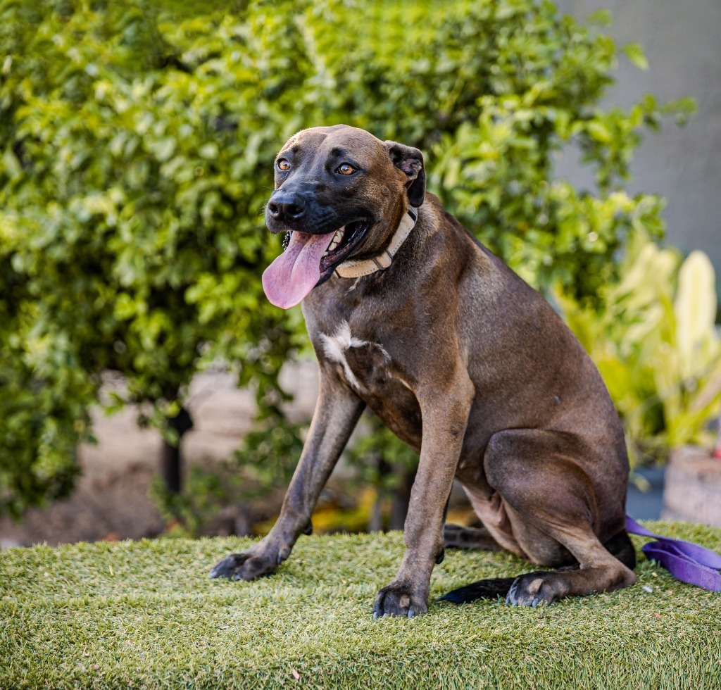 Fiona, an adoptable Black Labrador Retriever, Shepherd in Anacortes, WA, 98221 | Photo Image 1