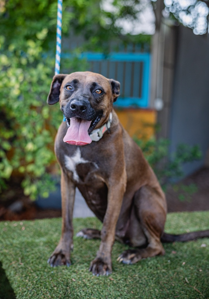 Fiona, an adoptable Black Labrador Retriever, Shepherd in Anacortes, WA, 98221 | Photo Image 1