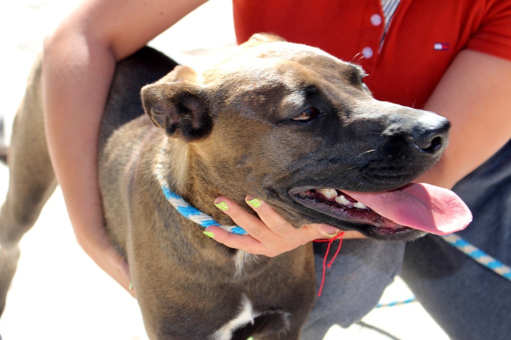 Fiona, an adoptable Black Labrador Retriever, Shepherd in Anacortes, WA, 98221 | Photo Image 2