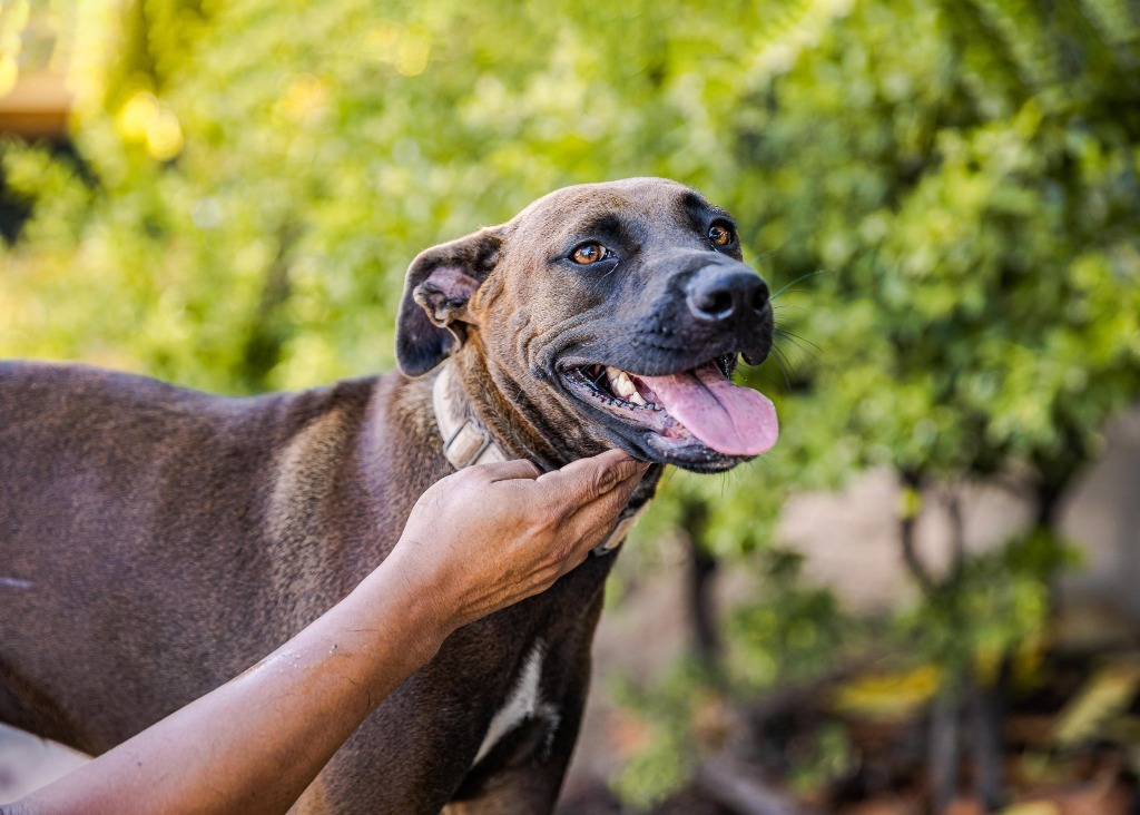 Fiona, an adoptable Black Labrador Retriever, Shepherd in Anacortes, WA, 98221 | Photo Image 4