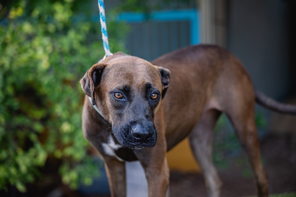 Fiona, an adoptable Black Labrador Retriever, Shepherd in Anacortes, WA, 98221 | Photo Image 4