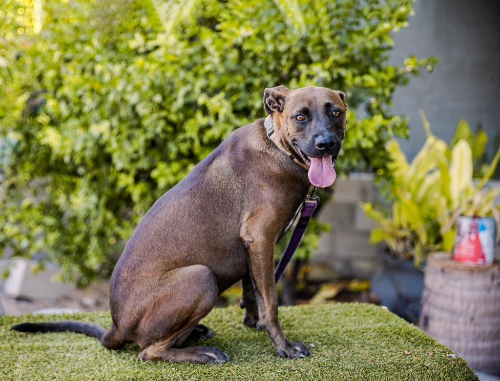 Fiona, an adoptable Black Labrador Retriever, Shepherd in Anacortes, WA, 98221 | Photo Image 5