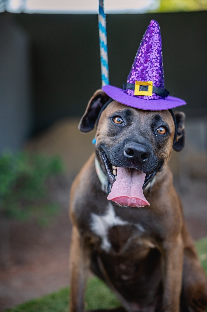 Fiona, an adoptable Black Labrador Retriever, Shepherd in Anacortes, WA, 98221 | Photo Image 5