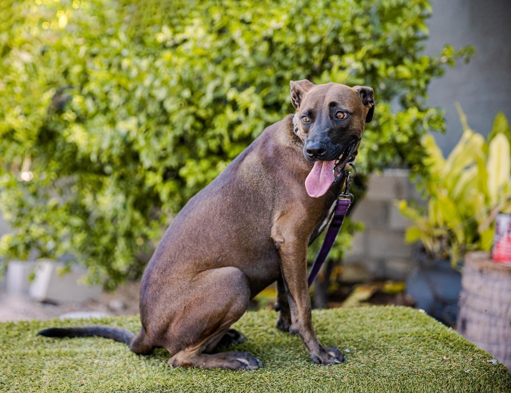 Fiona, an adoptable Black Labrador Retriever, Shepherd in Anacortes, WA, 98221 | Photo Image 6