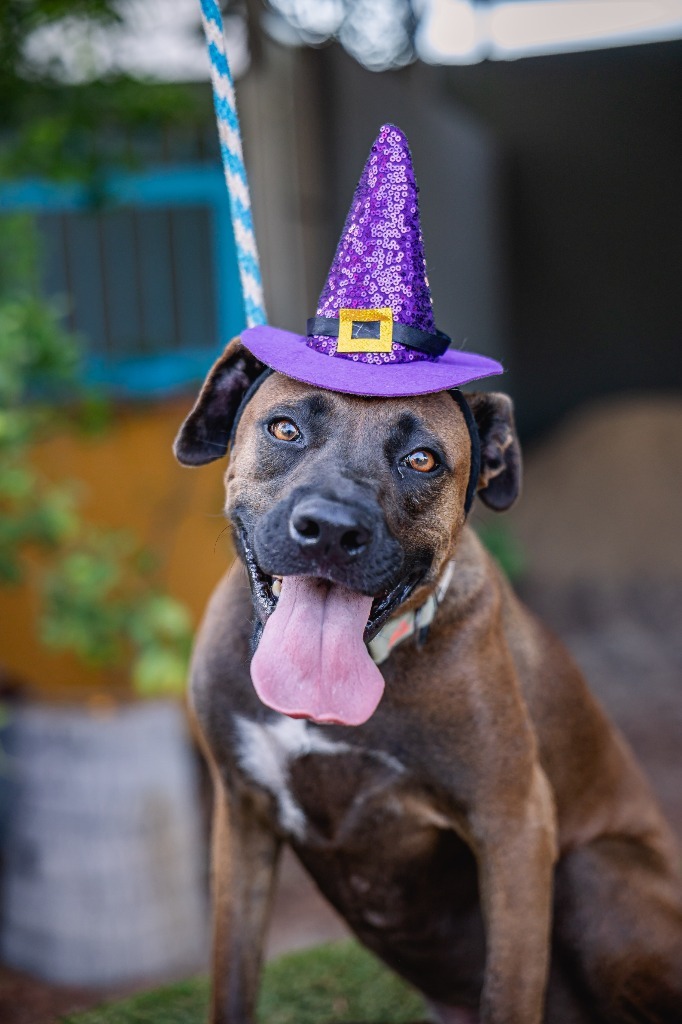 Fiona, an adoptable Black Labrador Retriever, Shepherd in Anacortes, WA, 98221 | Photo Image 6