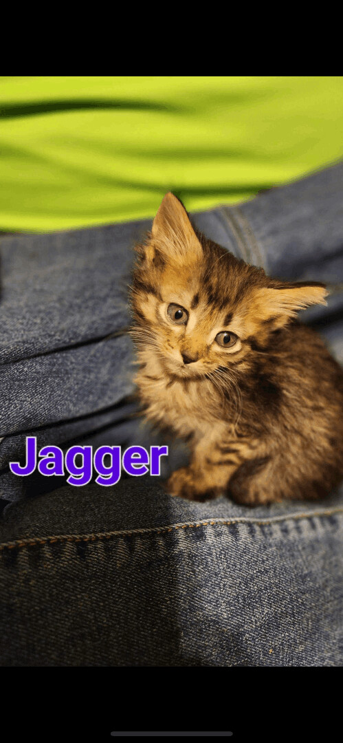 Jagger 1