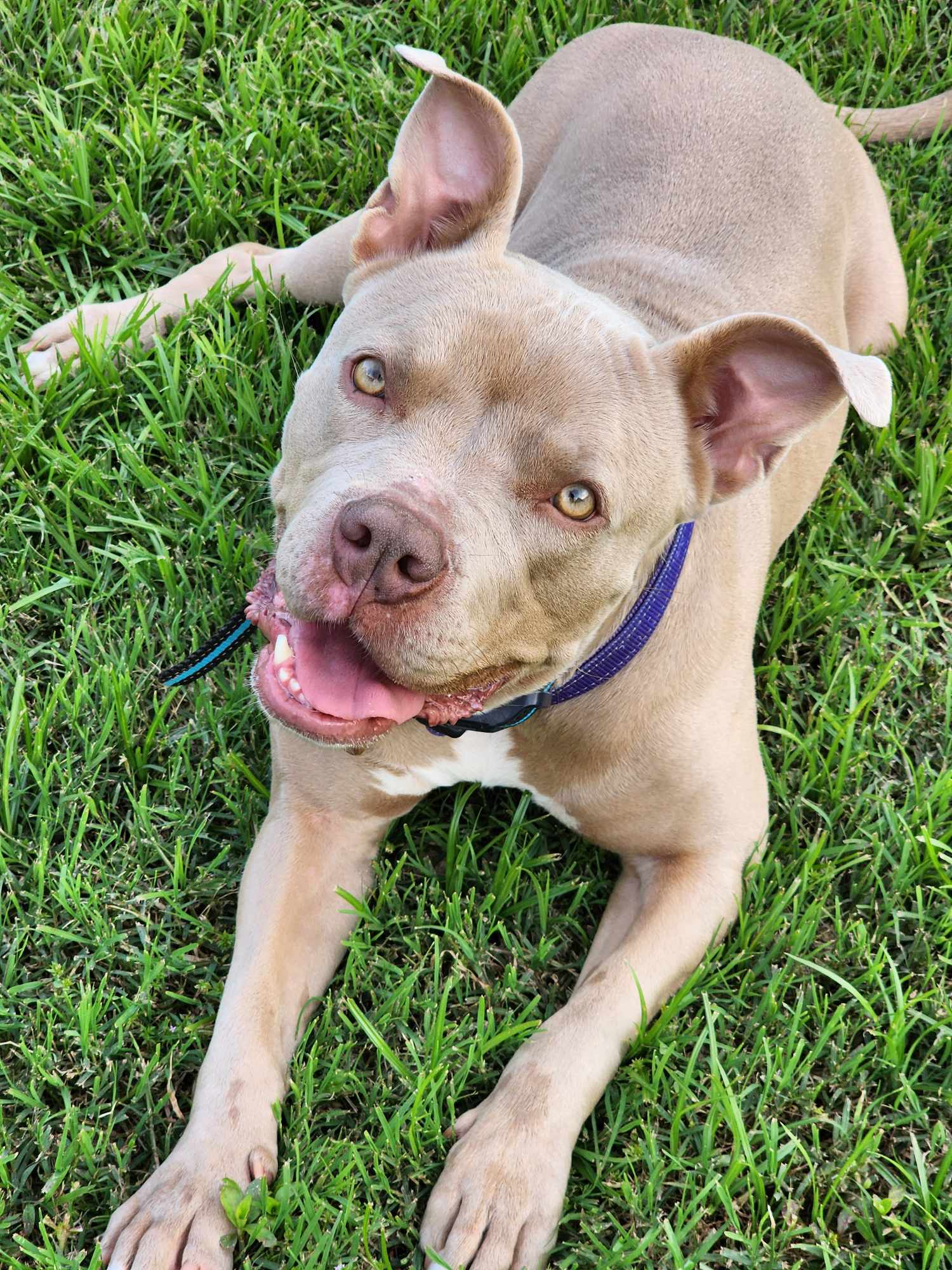 June 2, an adoptable Pit Bull Terrier in Arlee, MT, 59821 | Photo Image 1