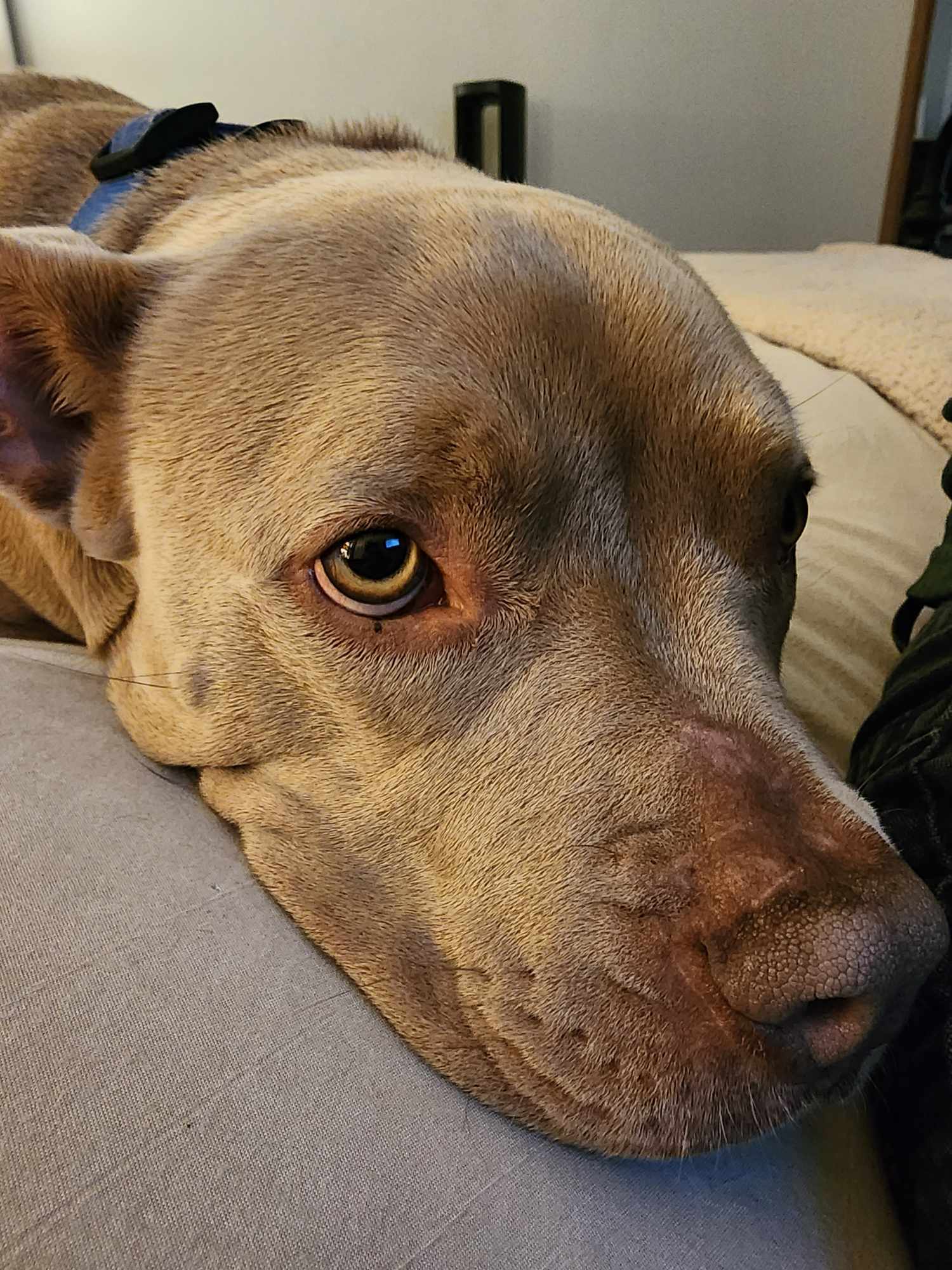 June 2, an adoptable Pit Bull Terrier in Arlee, MT, 59821 | Photo Image 2