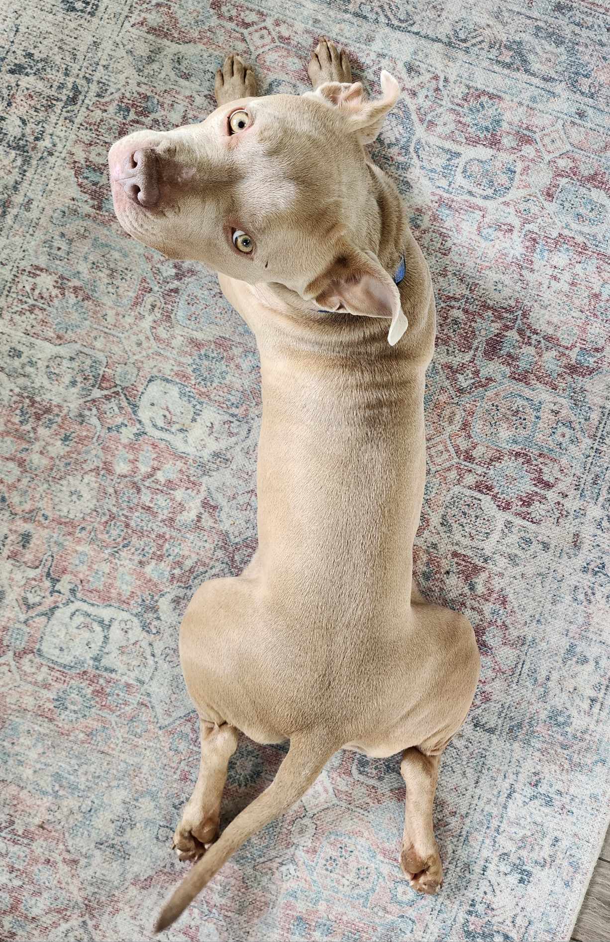 June 2, an adoptable Pit Bull Terrier in Arlee, MT, 59821 | Photo Image 3