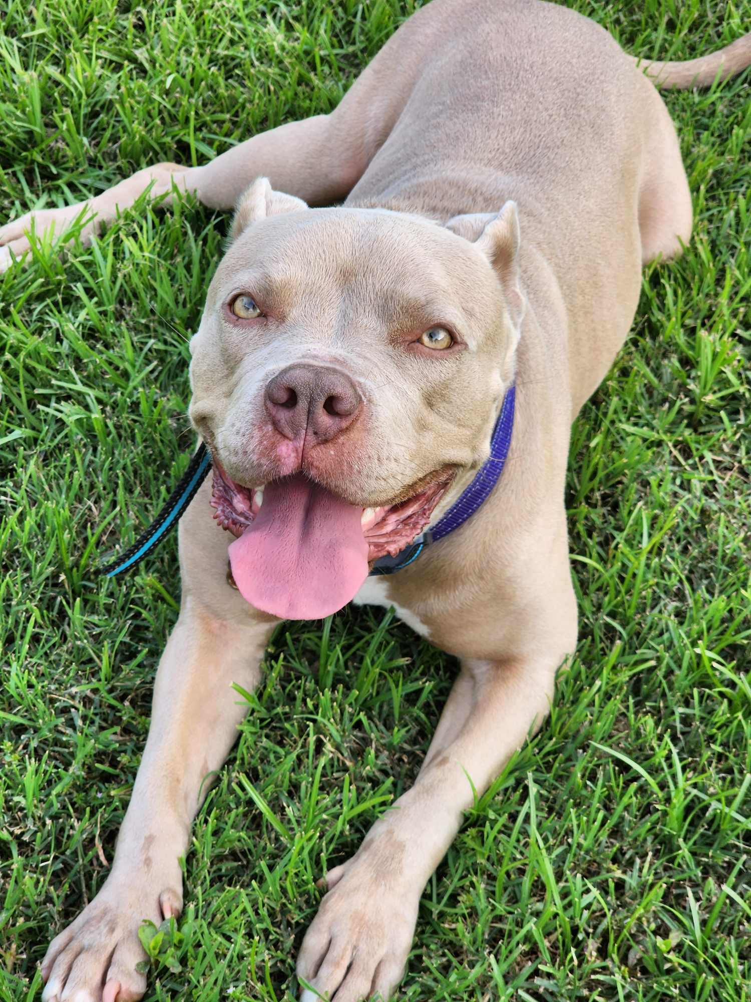 June 2, an adoptable Pit Bull Terrier in Arlee, MT, 59821 | Photo Image 4