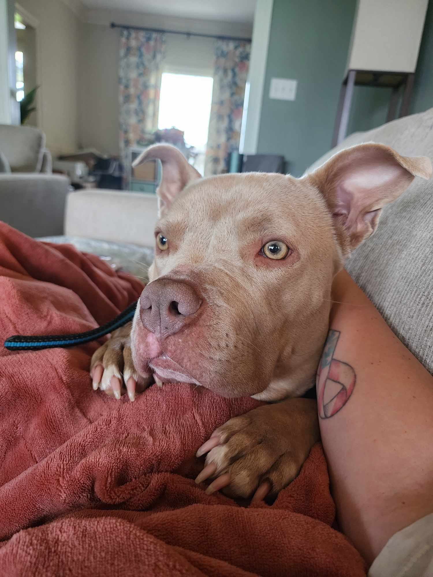 June 2, an adoptable Pit Bull Terrier in Arlee, MT, 59821 | Photo Image 5