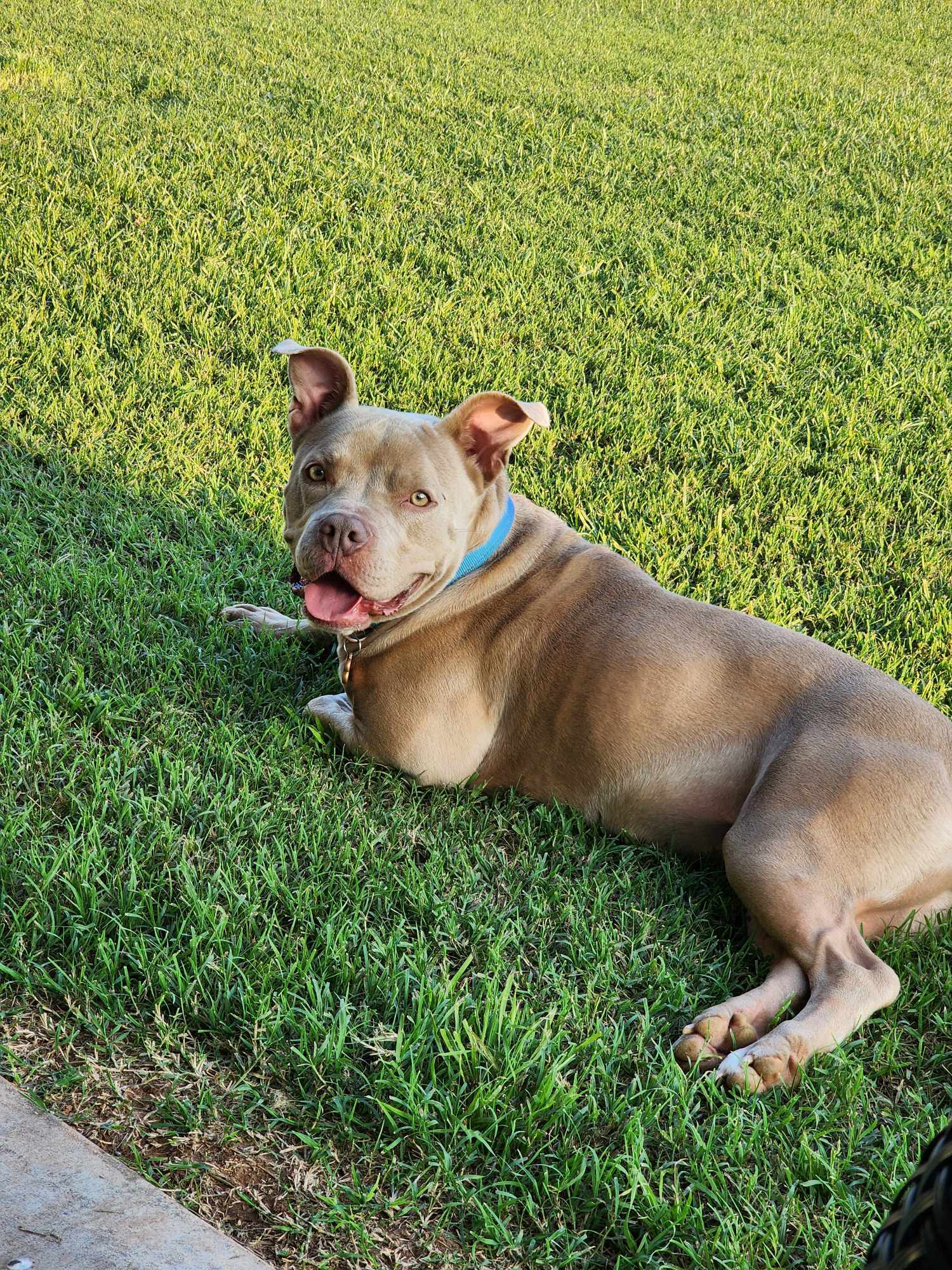 June 2, an adoptable Pit Bull Terrier in Arlee, MT, 59821 | Photo Image 6