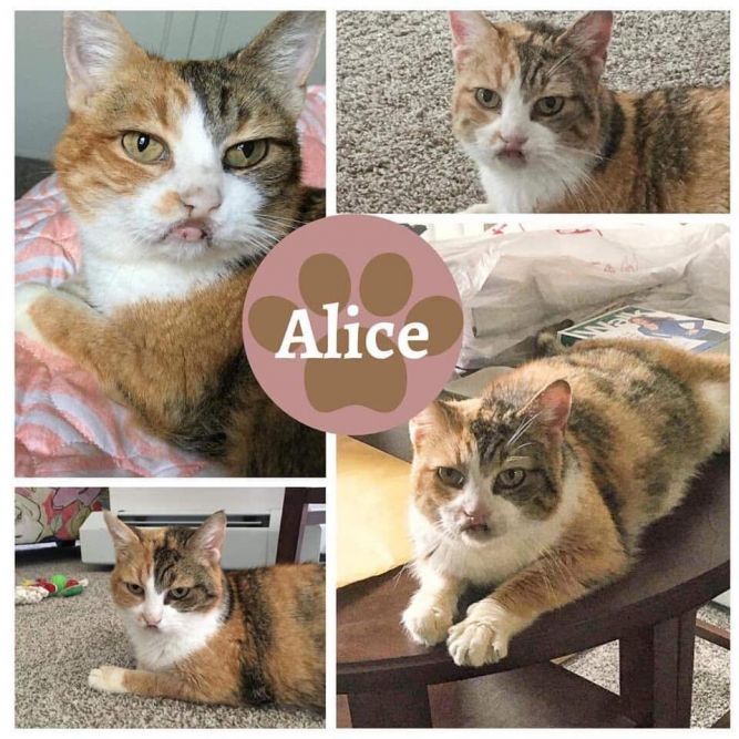 Alice