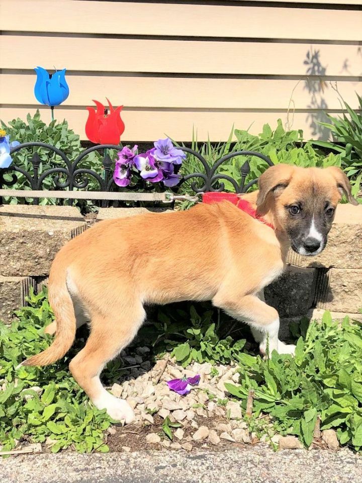 Dog For Adoption - Roselani, A Black Mouth Cur & Terrier Mix In 