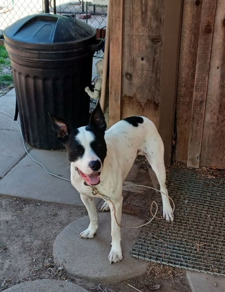 Fox terrier 2024 dalmatian mix