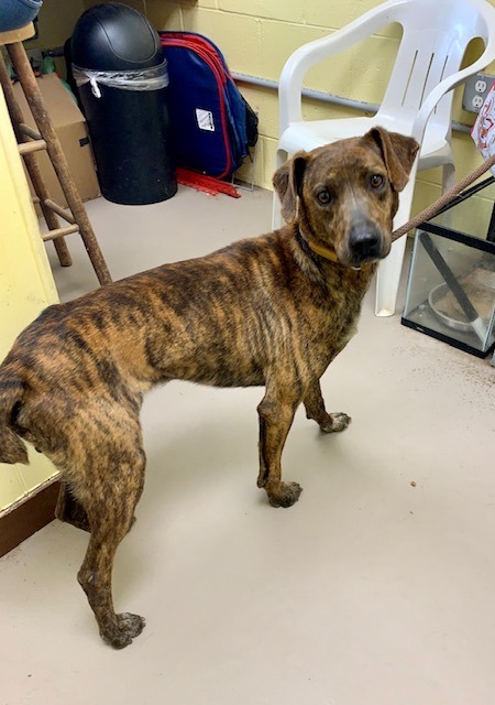 Tennessee brindle hot sale mountain cur