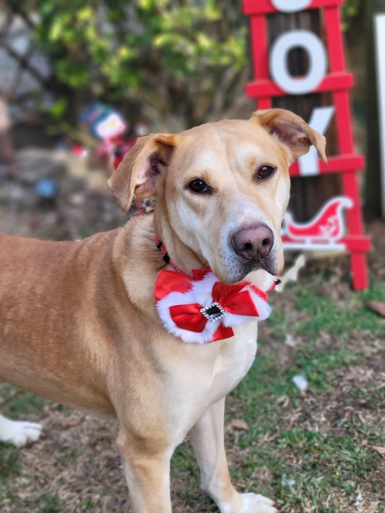 Saffron (k&k), an adoptable Labrador Retriever in Baileyville , ME, 04694 | Photo Image 1