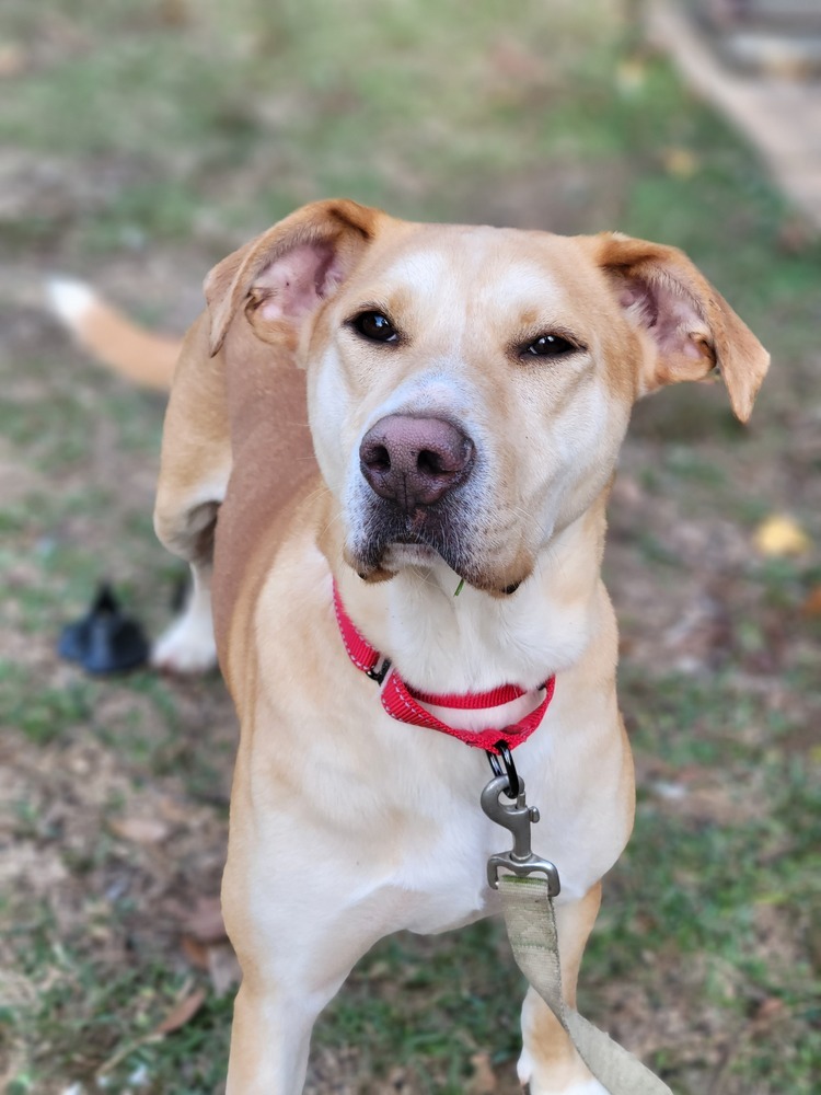 Saffron (k&k), an adoptable Labrador Retriever in Baileyville , ME, 04694 | Photo Image 2