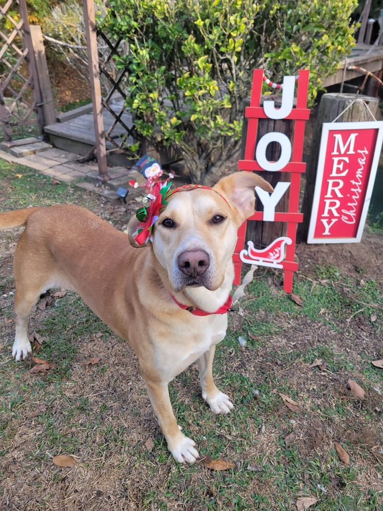 Saffron (k&k), an adoptable Labrador Retriever in Baileyville , ME, 04694 | Photo Image 3