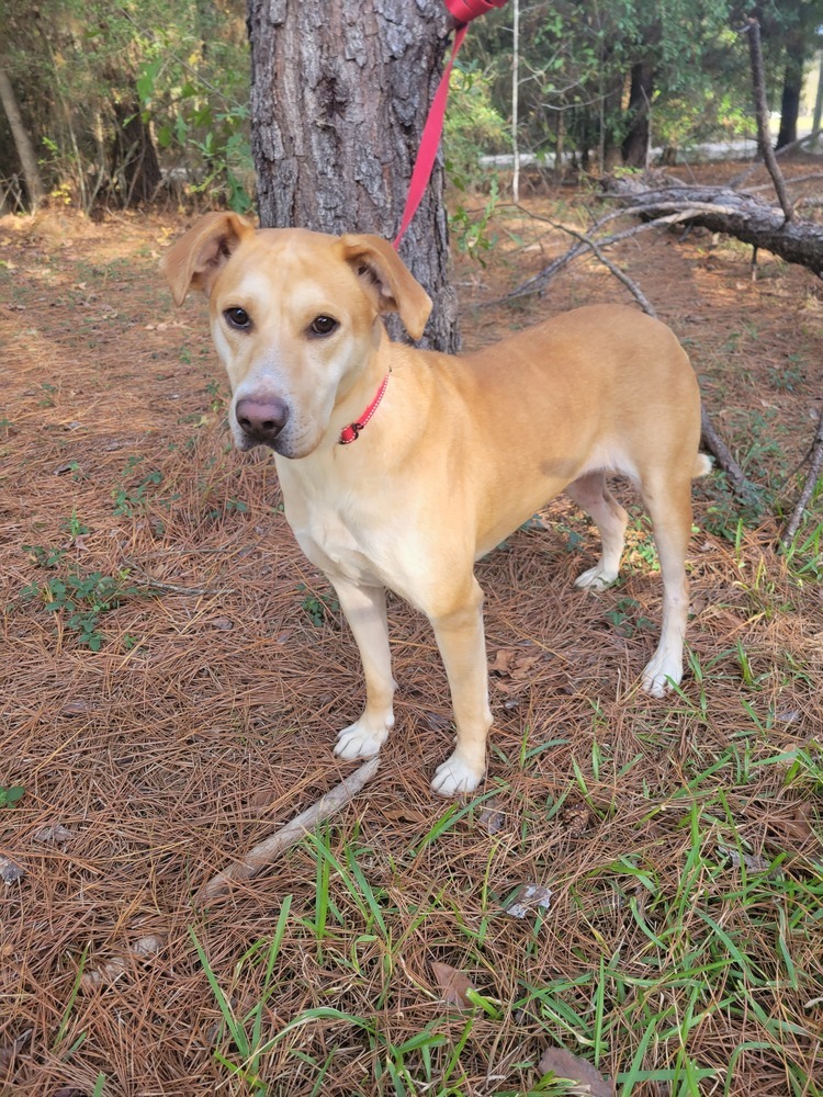 Saffron (k&k), an adoptable Labrador Retriever in Baileyville , ME, 04694 | Photo Image 4