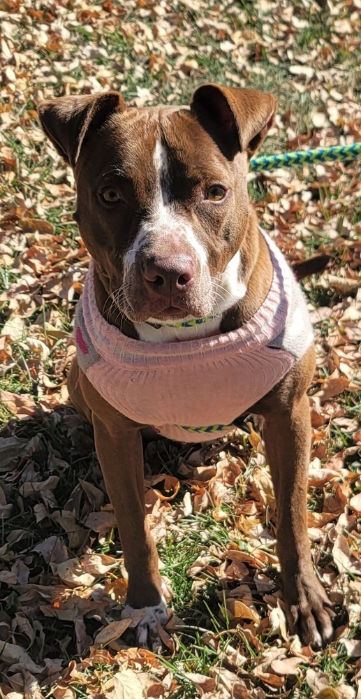 AC Annie, an adoptable Pointer, Labrador Retriever in Fremont, NE, 68025 | Photo Image 2