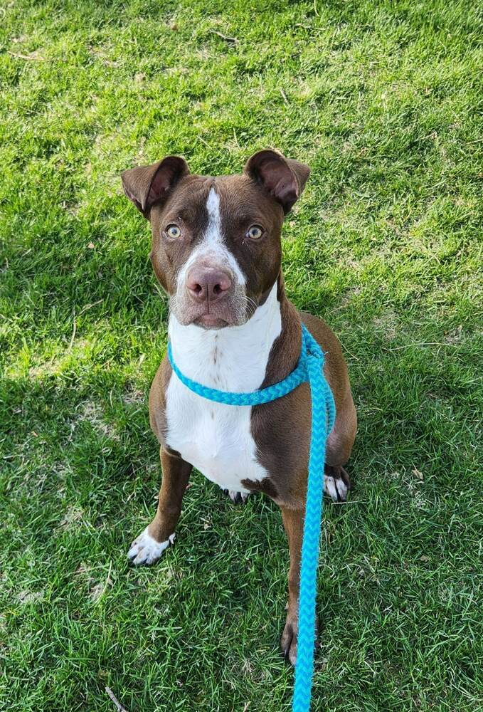 AC Annie, an adoptable Pointer, Labrador Retriever in Fremont, NE, 68025 | Photo Image 3