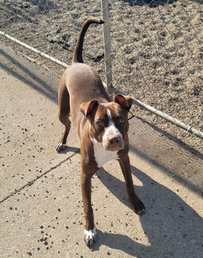 AC Annie, an adoptable Pointer, Labrador Retriever in Fremont, NE, 68025 | Photo Image 4