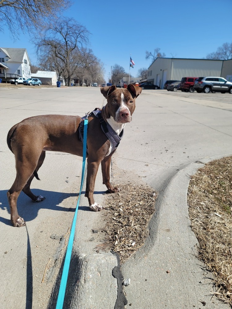 AC Annie, an adoptable Pointer, Labrador Retriever in Fremont, NE, 68025 | Photo Image 6