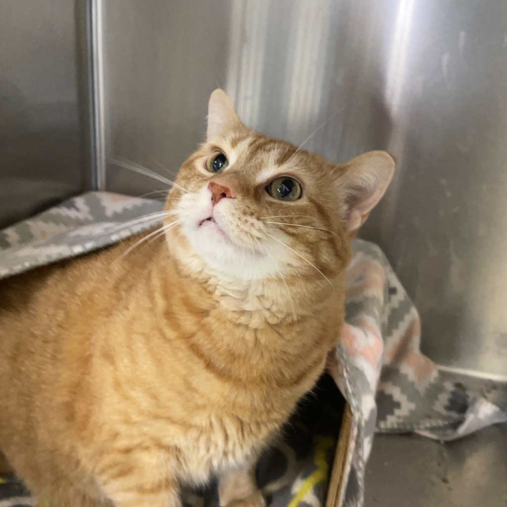 DORIS, an adoptable Domestic Short Hair in Battle Creek, MI, 49017 | Photo Image 1
