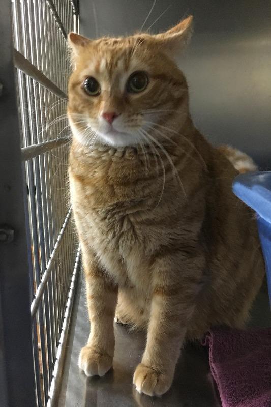 DORIS, an adoptable Domestic Short Hair in Battle Creek, MI, 49017 | Photo Image 2