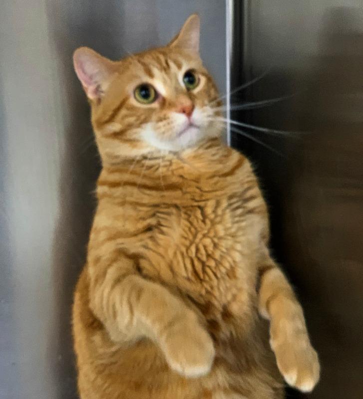 DORIS, an adoptable Domestic Short Hair in Battle Creek, MI, 49017 | Photo Image 3