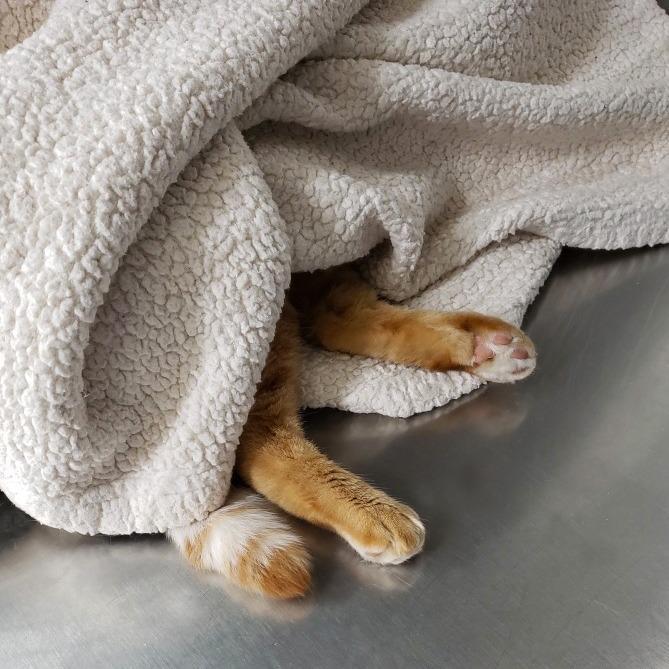 DORIS, an adoptable Domestic Short Hair in Battle Creek, MI, 49017 | Photo Image 4