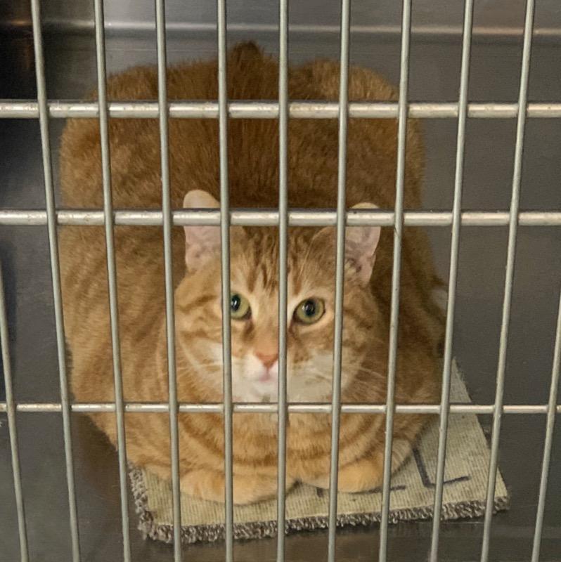 DORIS, an adoptable Domestic Short Hair in Battle Creek, MI, 49017 | Photo Image 5