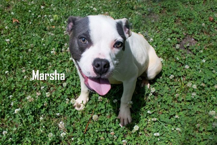 Marsha, an adoptable Mixed Breed in Savannah, GA_image-2