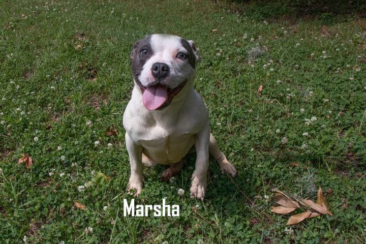 Marsha 3