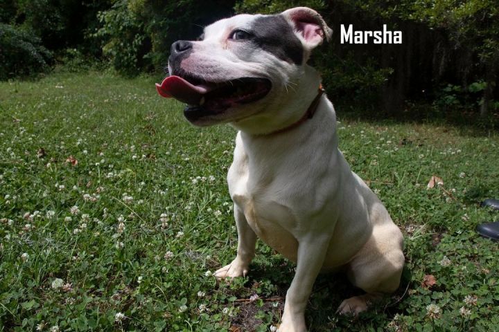 Marsha, an adoptable Mixed Breed in Savannah, GA_image-4