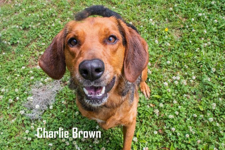 Charlie Brown 4