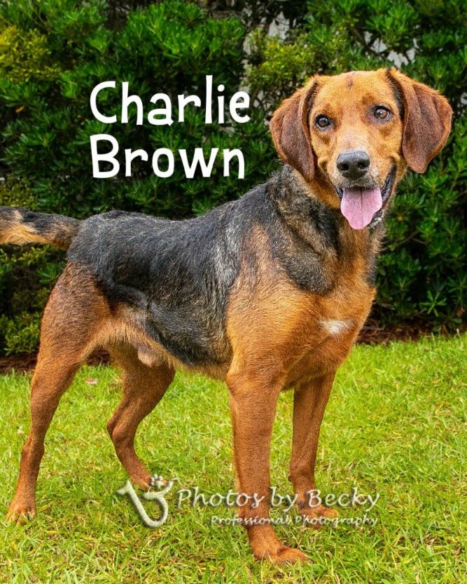 Charlie Brown