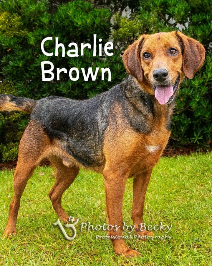 Charlie Brown 1