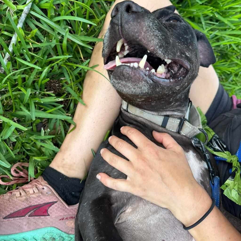 Dandelion, an adoptable Mixed Breed in Savannah, GA, 31406 | Photo Image 2