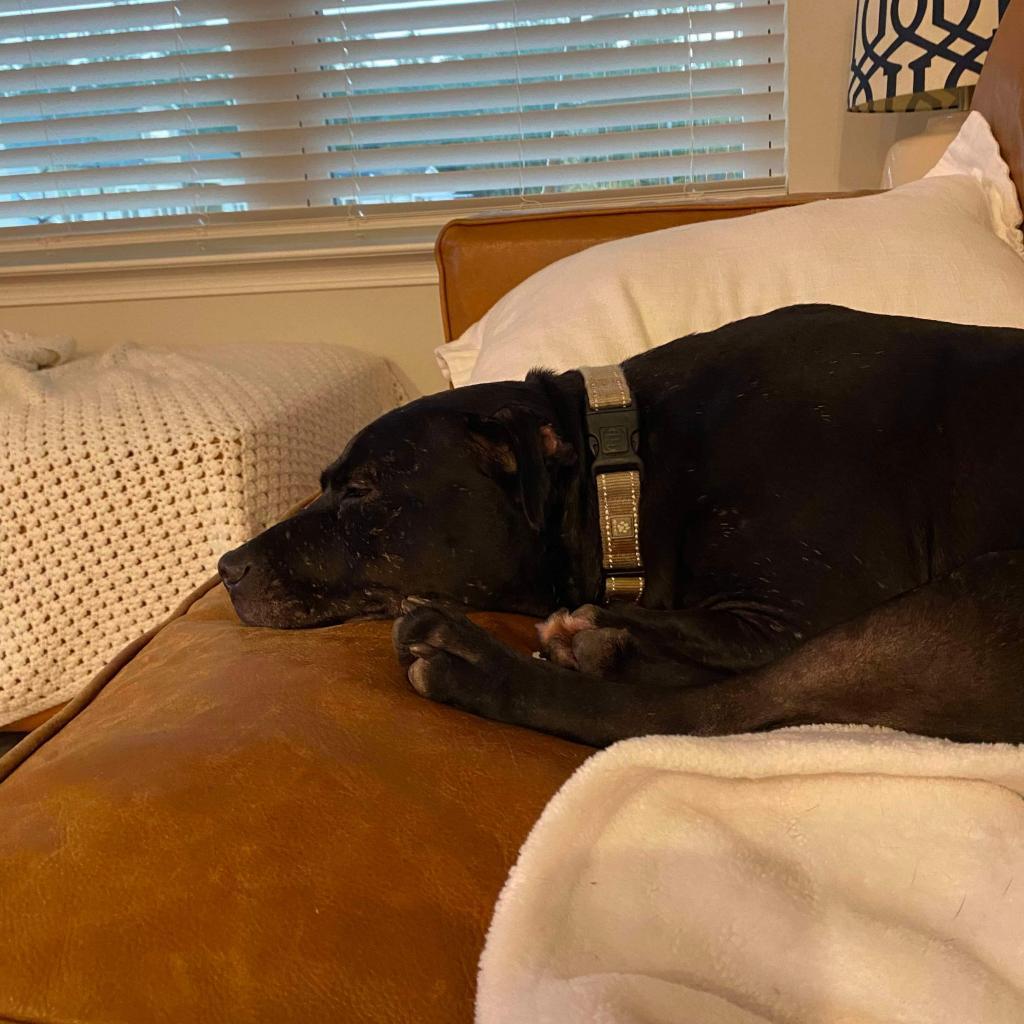 Dandelion, an adoptable Mixed Breed in Savannah, GA, 31406 | Photo Image 3