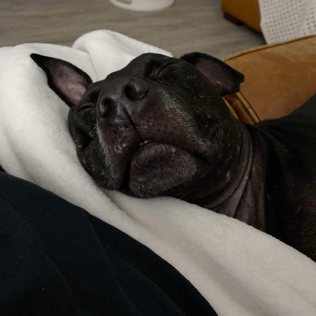 Dandelion, an adoptable Mixed Breed in Savannah, GA, 31406 | Photo Image 4