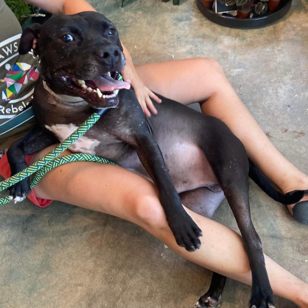 Dandelion, an adoptable Mixed Breed in Savannah, GA, 31406 | Photo Image 5