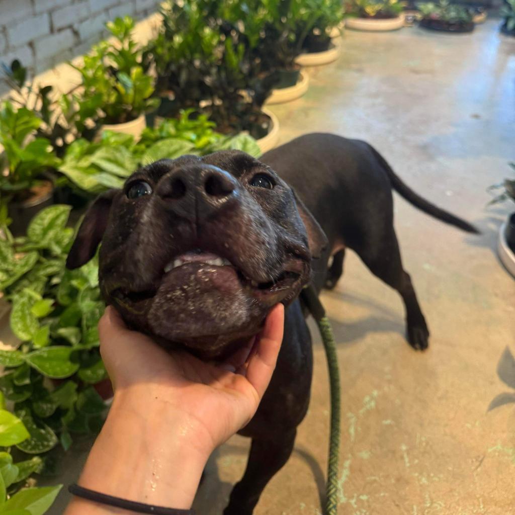 Dandelion, an adoptable Mixed Breed in Savannah, GA, 31406 | Photo Image 6