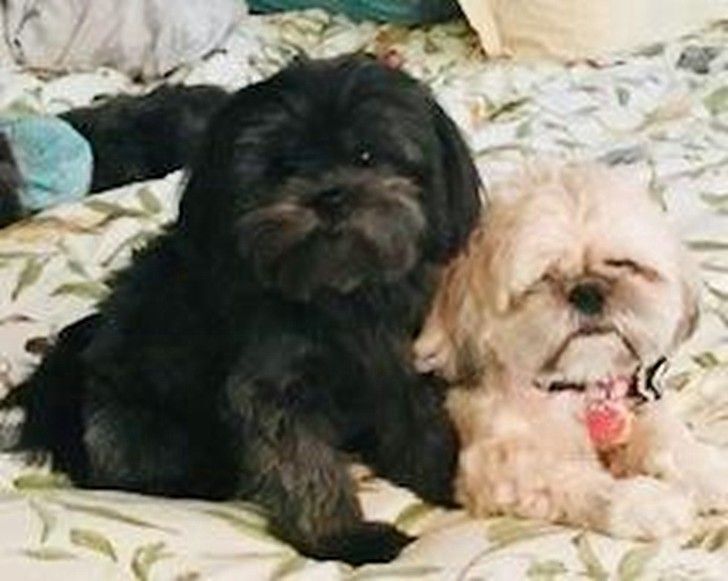 Shih tzu pomeranian mix best sale full grown