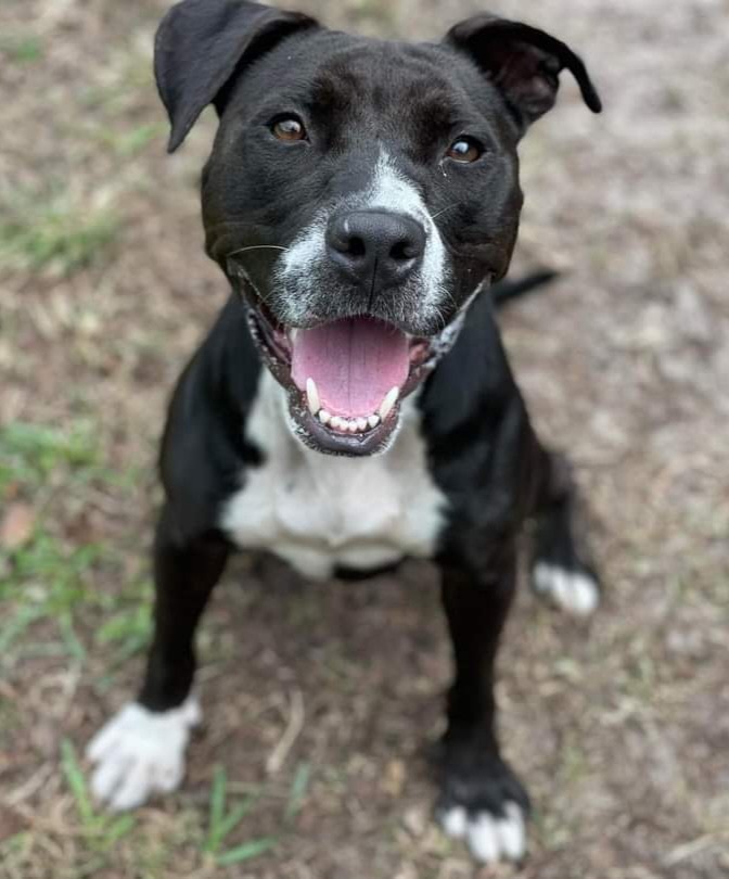 Dog for adoption - Luna, a Pit Bull Terrier Mix in Melrose, FL | Petfinder