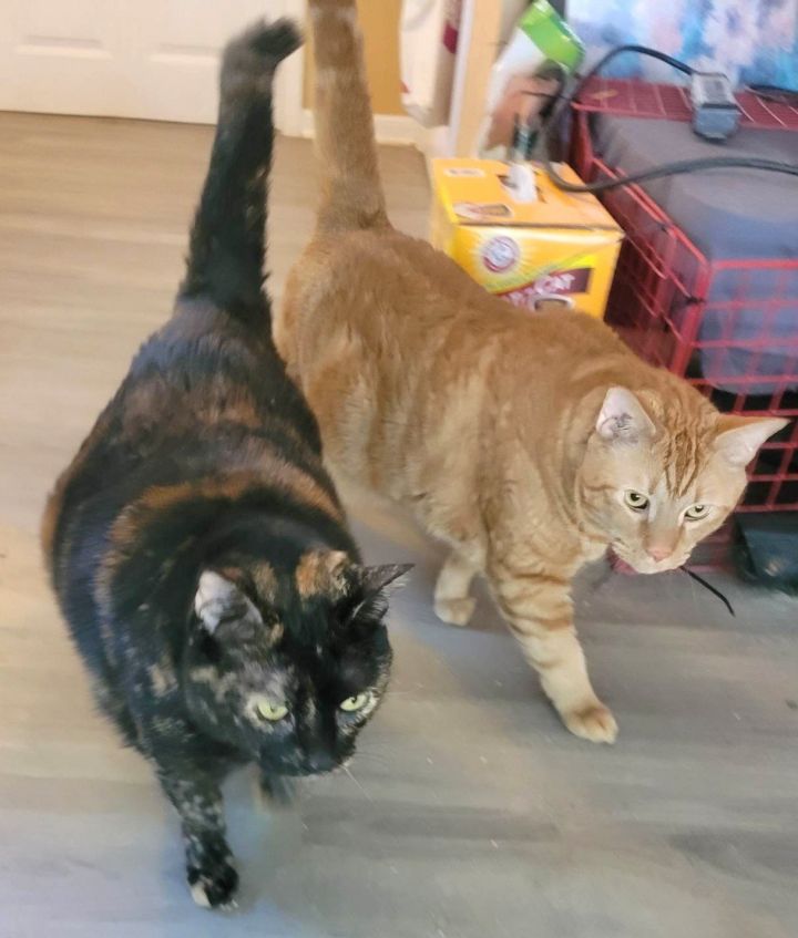 Tigga (and Kali) 2