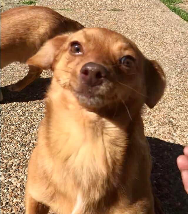 Charlie, an adoptable Chihuahua, Terrier in Texarkana, TX, 75503 | Photo Image 1