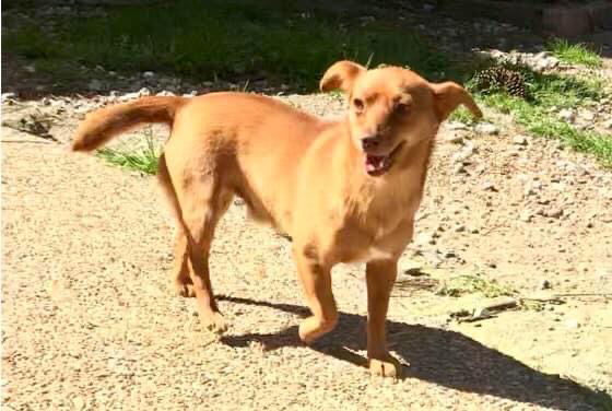 Archie, an adoptable Chihuahua, Terrier in Texarkana, TX, 75503 | Photo Image 1