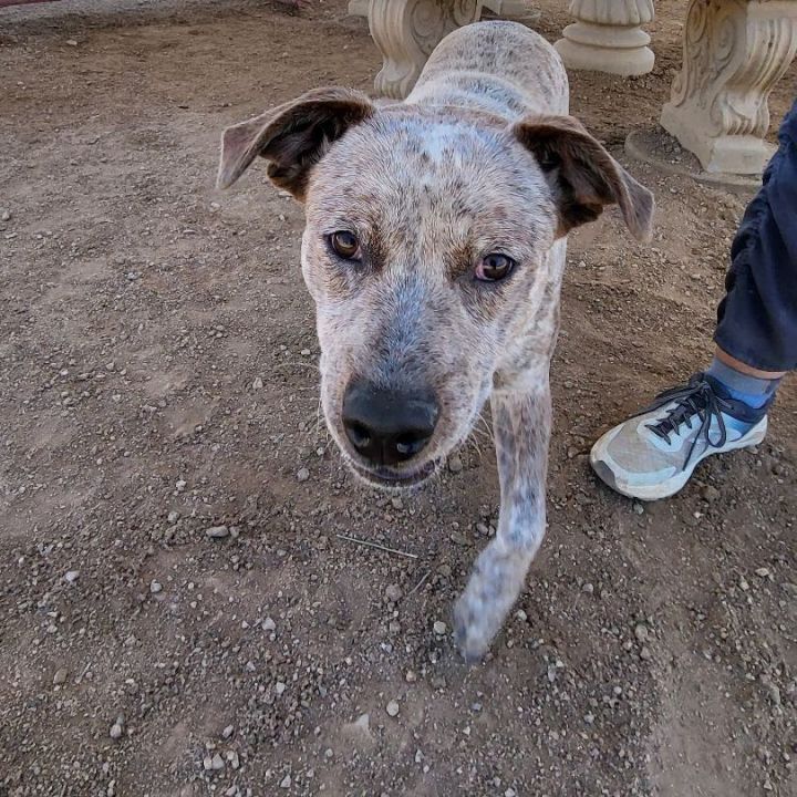 Blue heeler store bull terrier mix